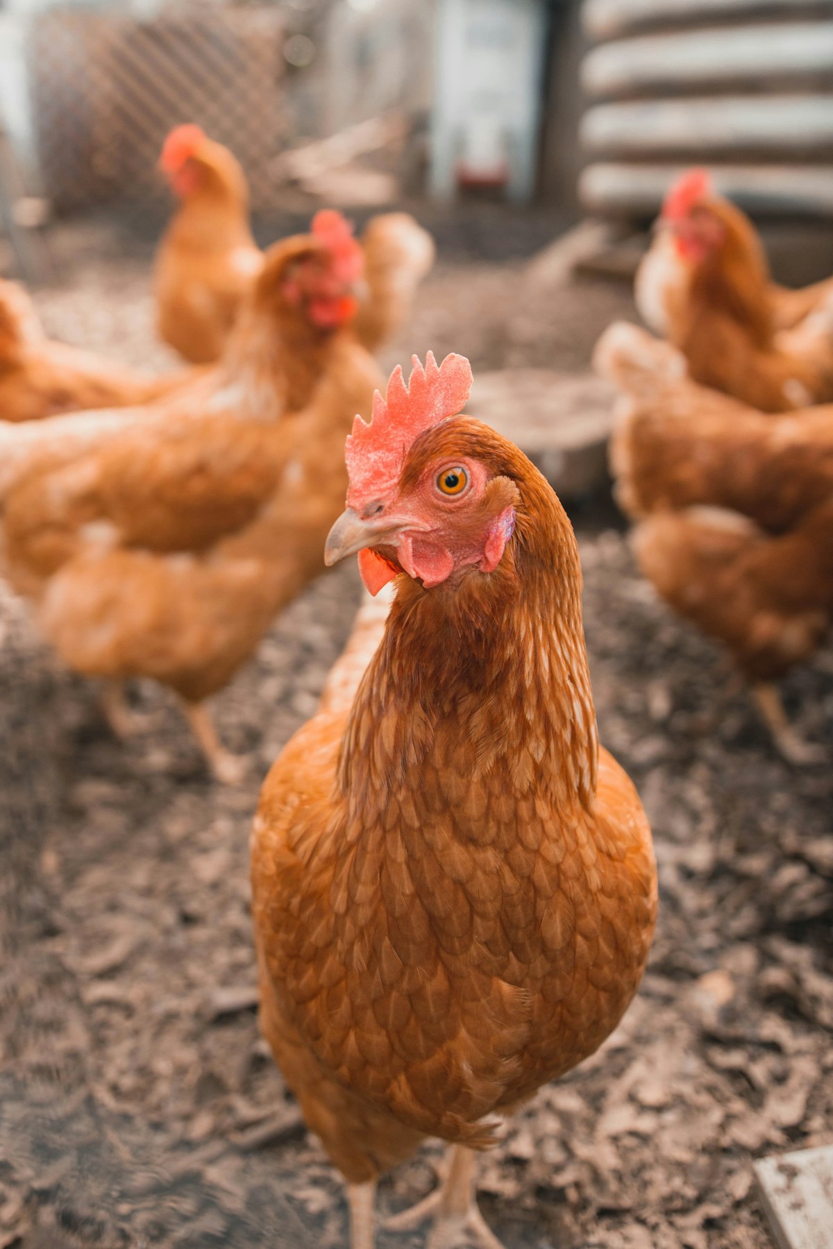 Brown hens in an outdoor enclosure