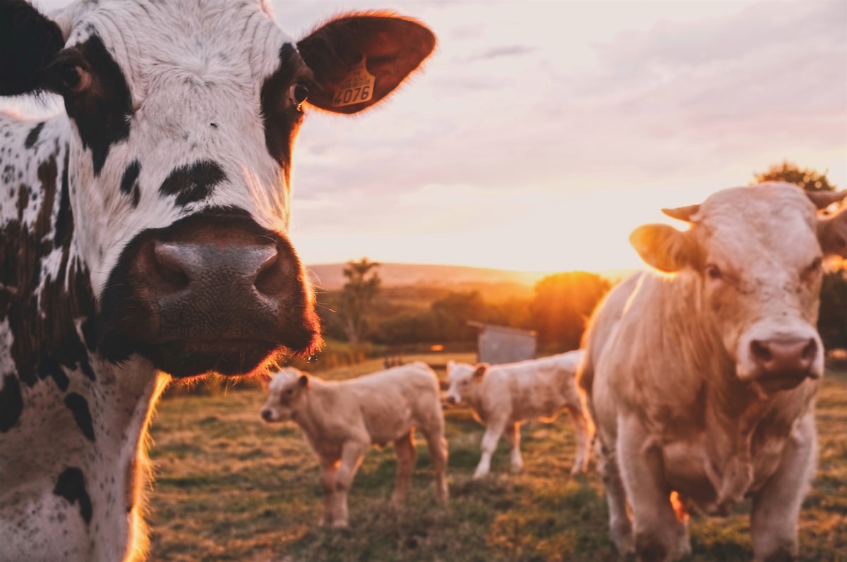 Cows standing together in a field at sunset