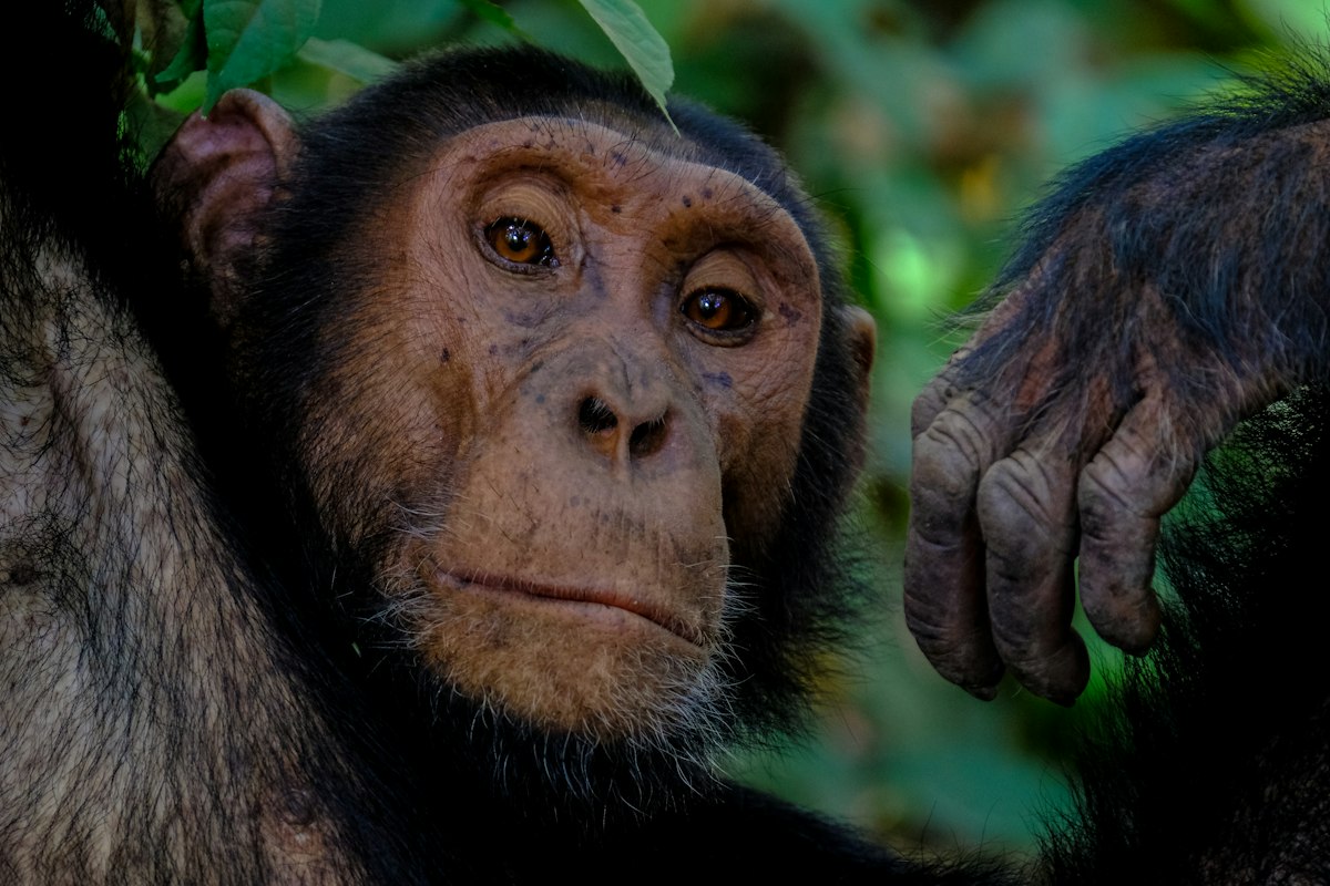 A chimpanzee sitting in a forest, looking thoughtfully into the distance
