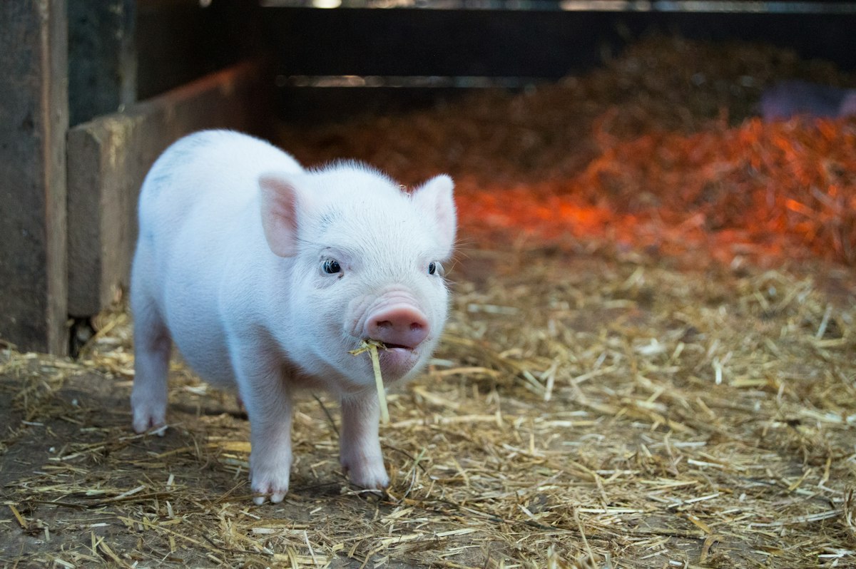 A pig standing in a pastoral farm setting, looking directly at the camera